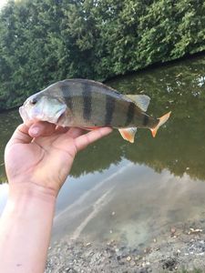 European Perch