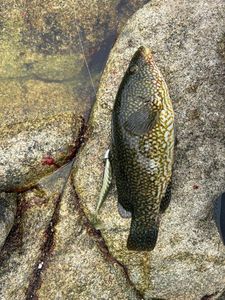 Ballan Wrasse