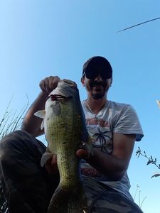 Largemouth Bass