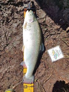 Rainbow Trout
