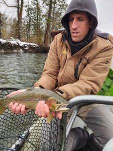 Rainbow Trout