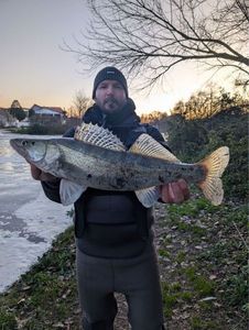 Zander