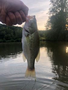 Largemouth Bass