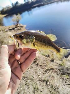 Largemouth Bass