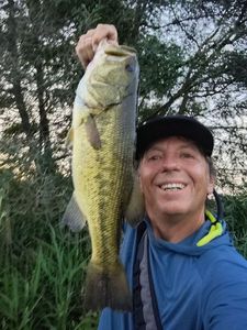 Largemouth Bass