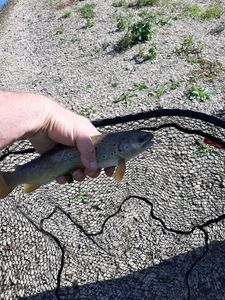 Brown Trout
