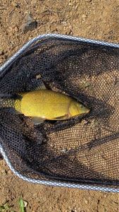 Tench