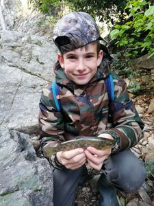 Brown Trout