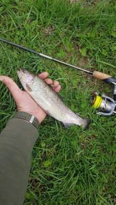 Rainbow Trout