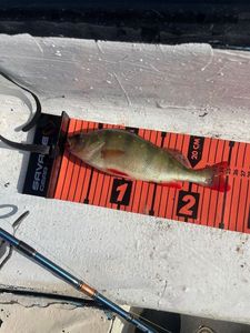 European Perch