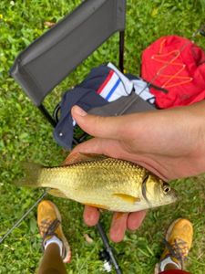 Crucian Carp