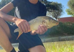 Common Carp