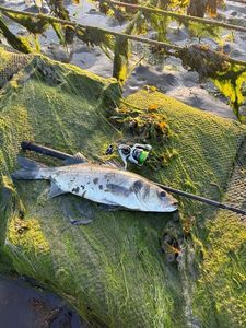 European Bass (Seabass)
