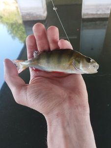 European Perch