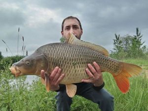 Common Carp