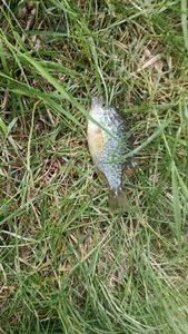 Green Sunfish