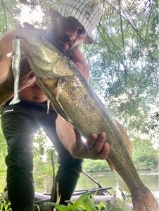 Zander