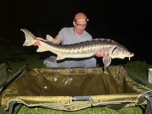 Sturgeon