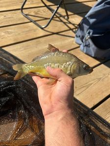 Mirror Carp