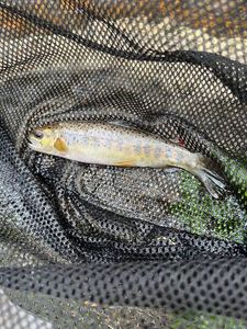 Brown Trout