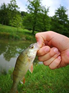 European Perch