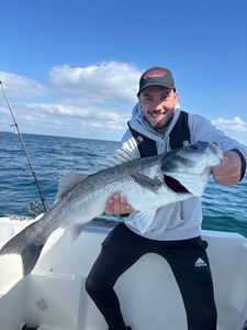 European Bass (Seabass)