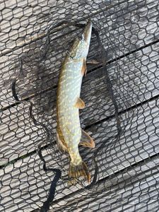 Northern Pike