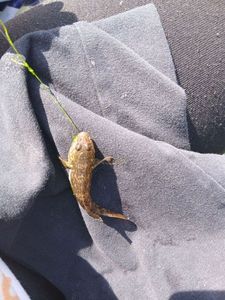 Round Goby