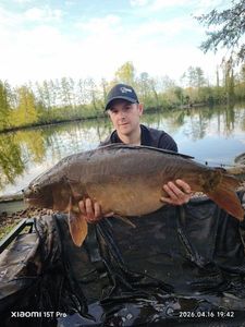Mirror Carp