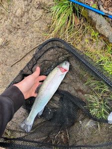 Rainbow Trout