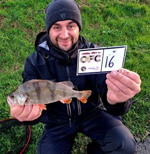 European Perch