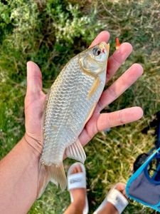 Crucian Carp