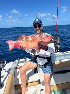 Bluespotted seabass