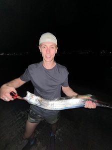 Largehead Hairtail
