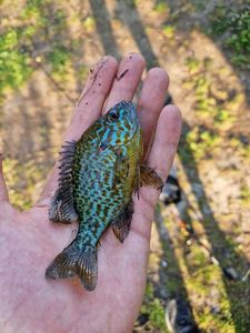 Green Sunfish