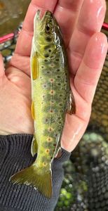 Brown Trout