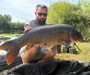 Common Carp