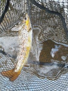 Brown Trout