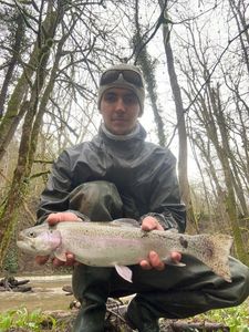 Rainbow Trout