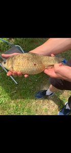 Crucian Carp