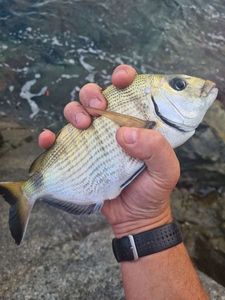 White Seabream