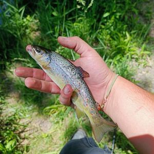 Brown Trout