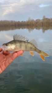 European Perch