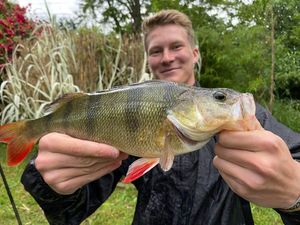 European Perch