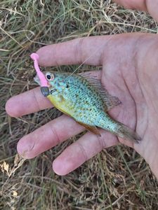 Green Sunfish