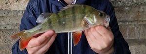 European Perch