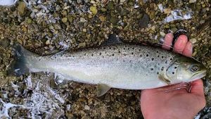 Brown Trout
