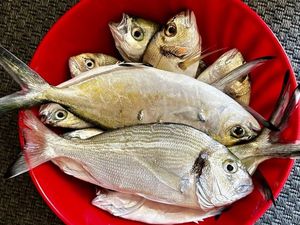 Gilthead Seabream