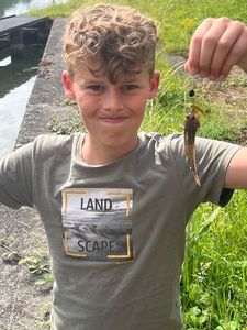 European Perch
