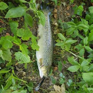 Brown Trout